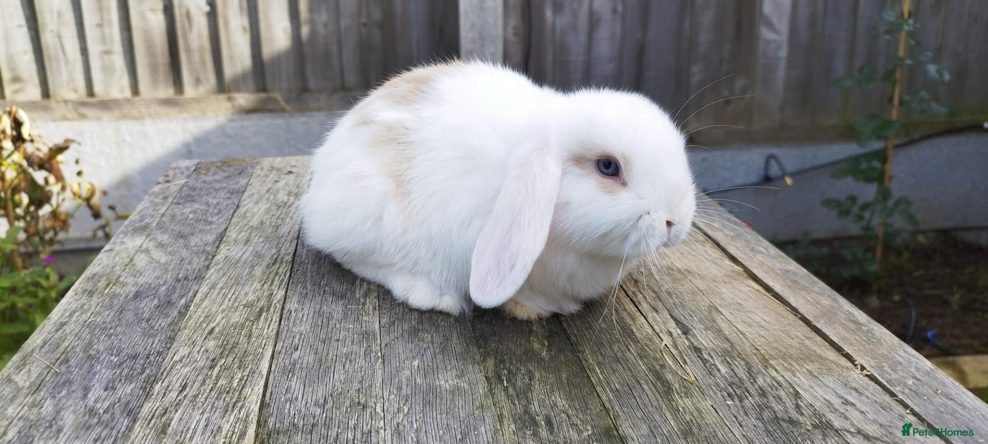 Mini Lop rabbits Minilop bunnies and Adult Female(£50) - Advert 1