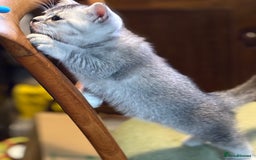 British Shorthair cats for sale: Beautiful silver black tipped girl 💕 - Image 17