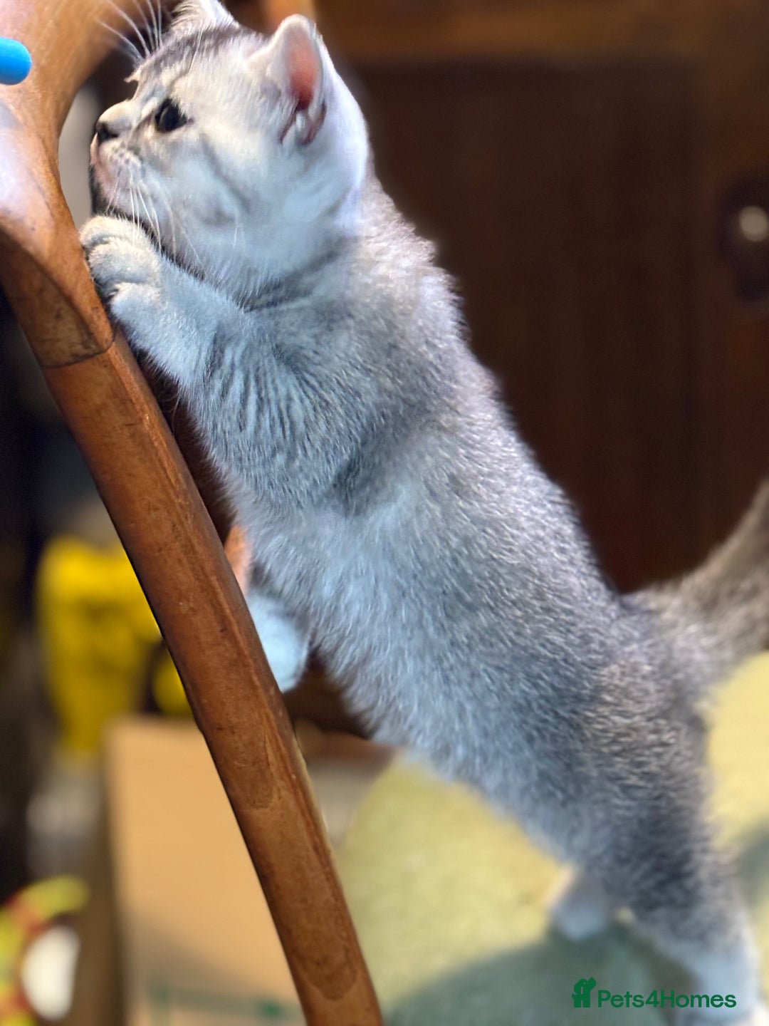 British Shorthair cats for sale: Beautiful silver black tipped girl 💕 - Image 17