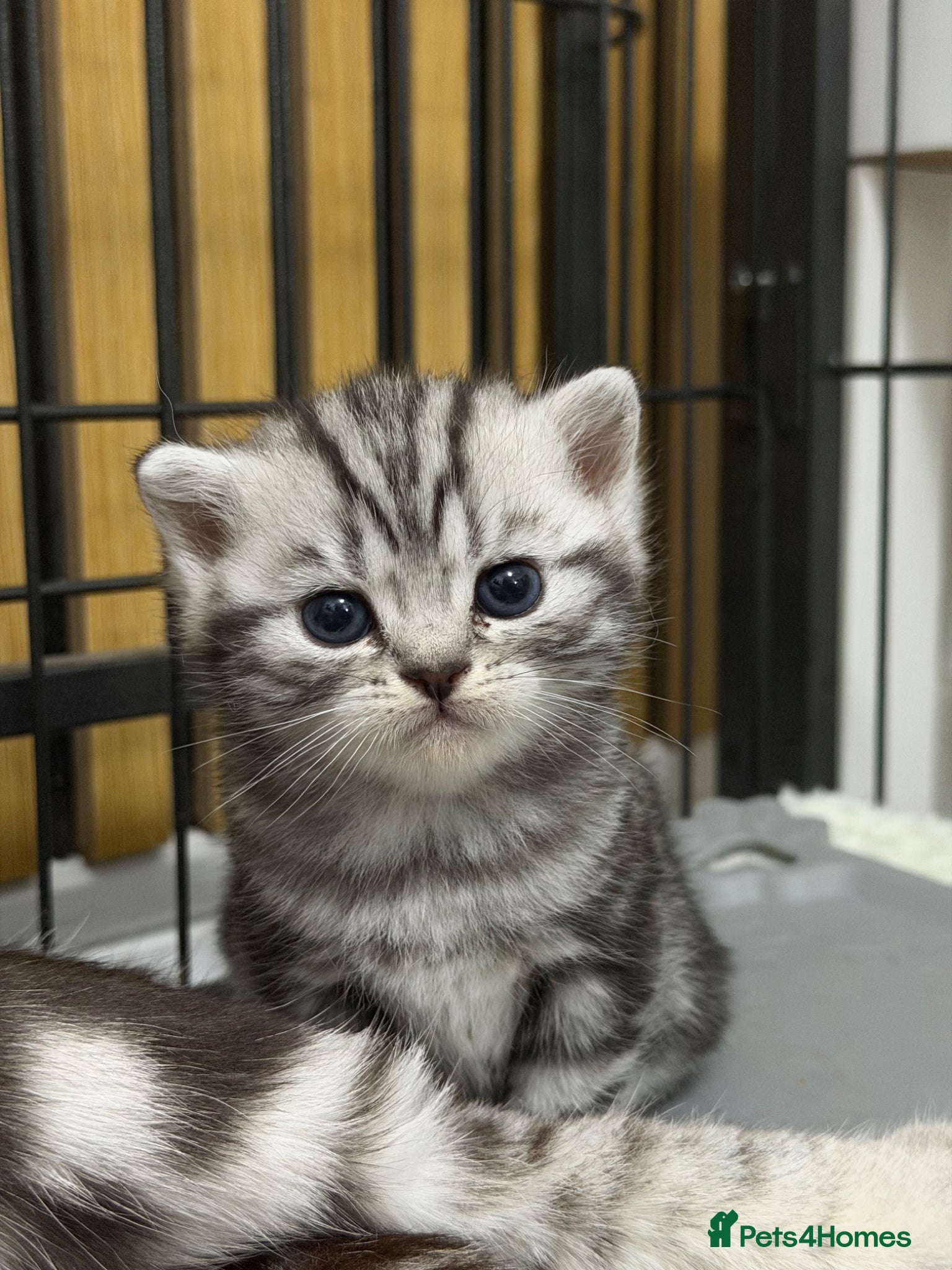 British Shorthair cats Silver Tabby British Shorthair  - Advert 1