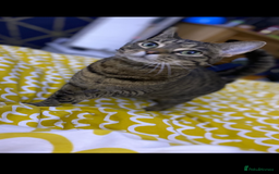 Mixed Breed cats for sale: Female tabby cat  - Image 3