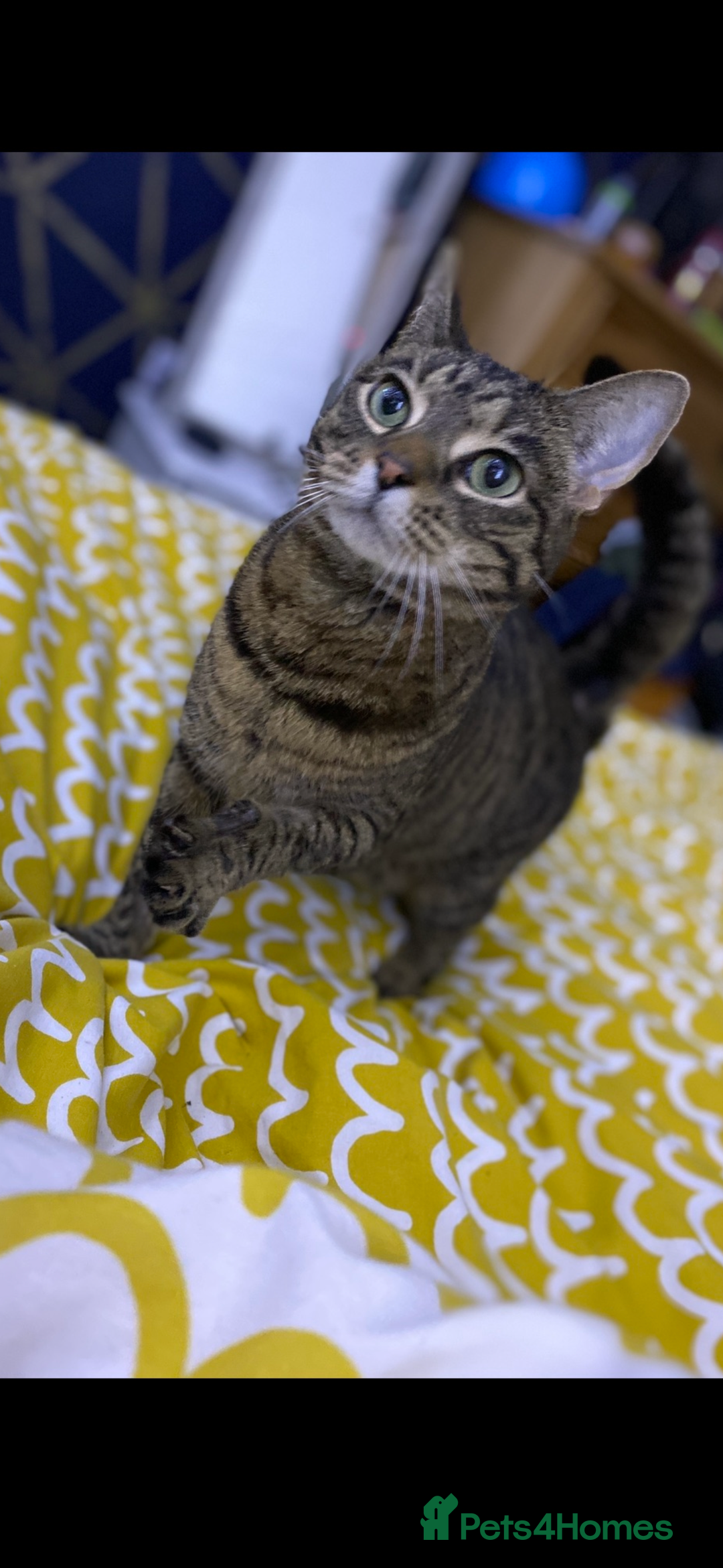 Mixed Breed cats for sale: Female tabby cat  - Image 3