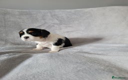 Cavalier King Charles Spaniel dogs for sale: Cavalier King Charles Spaniel Puppies for Sale 🐾 - Image 8