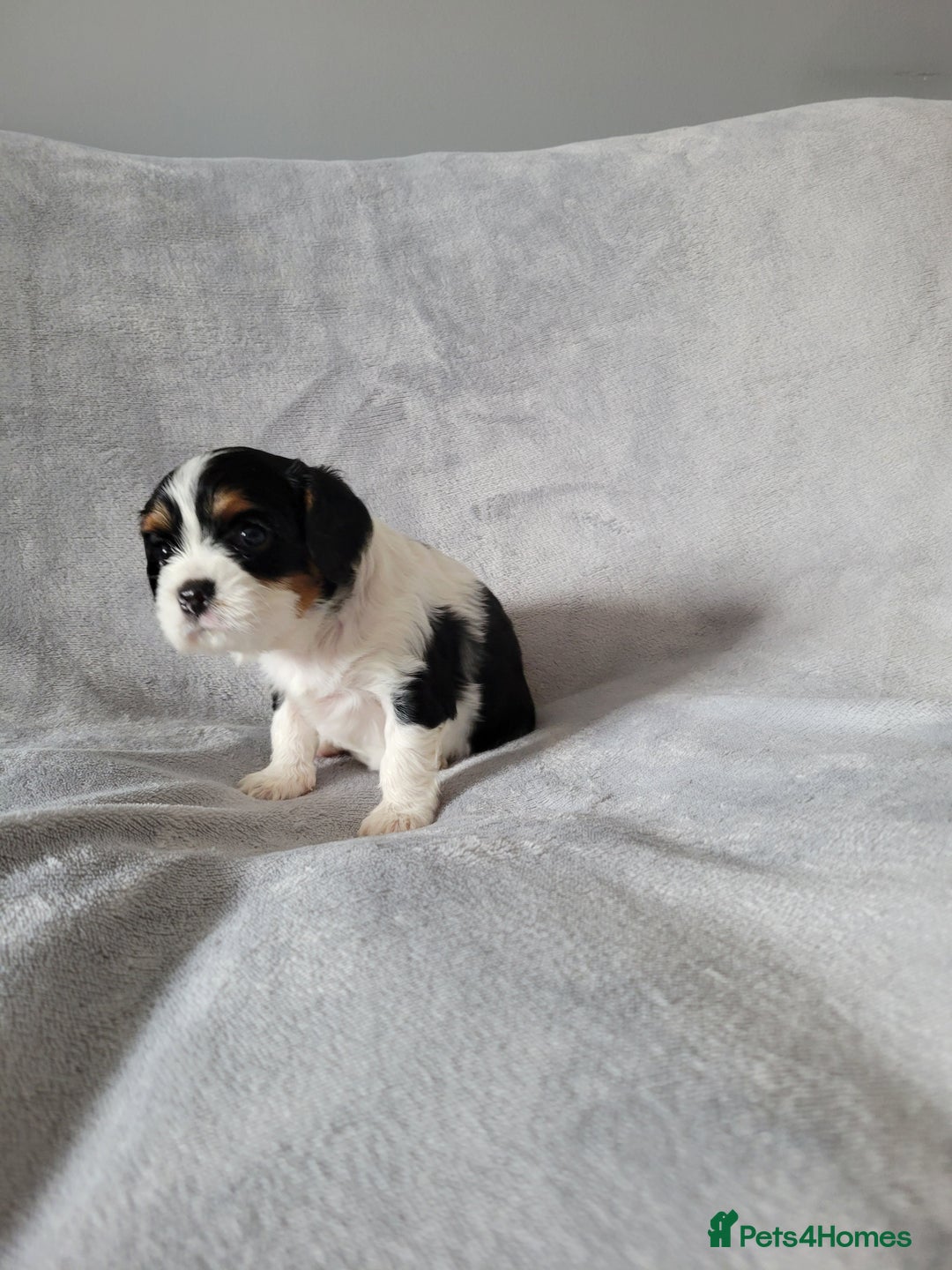 Cavalier King Charles Spaniel dogs for sale: Cavalier King Charles Spaniel Puppies for Sale 🐾 - Image 8