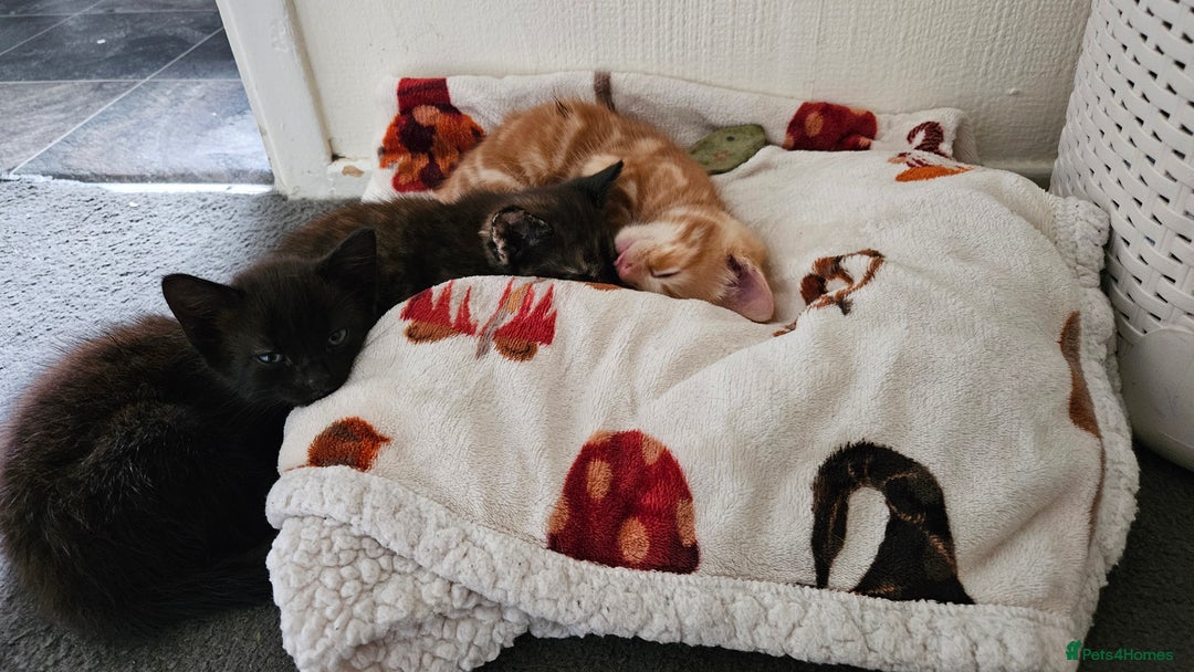 Mixed Breed cats for sale: 3 beautiful kittens. - Image 4