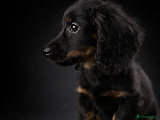 Miniature Dachshund dogs 🐾Mini long haired dachshunds🐾 - Advert 1