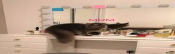 Maine Coon cats for sale: OUTSTANDING SHOW QUALITY MAINE COON KITTENS  - Advert 15