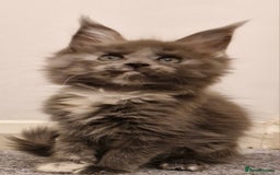 Maine Coon cats for sale: !!!BEAUTIFUL BIG BABIES AVAILABLE!!!  - Image 1