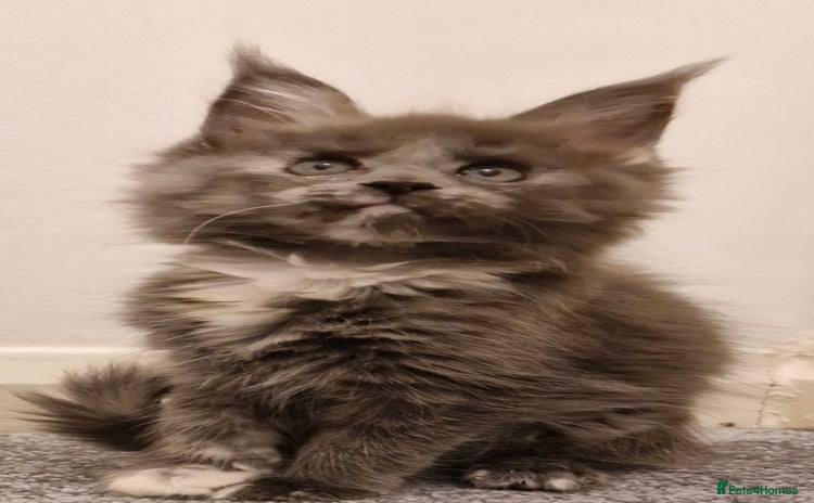 Maine Coon cats - Advert 2