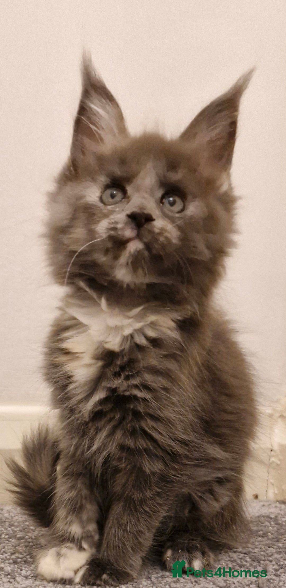 Maine Coon cats for sale: !!!BEAUTIFUL BIG BABIES AVAILABLE!!!  - Image 1