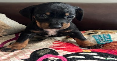 Mixed Breed dogs - Advert 1