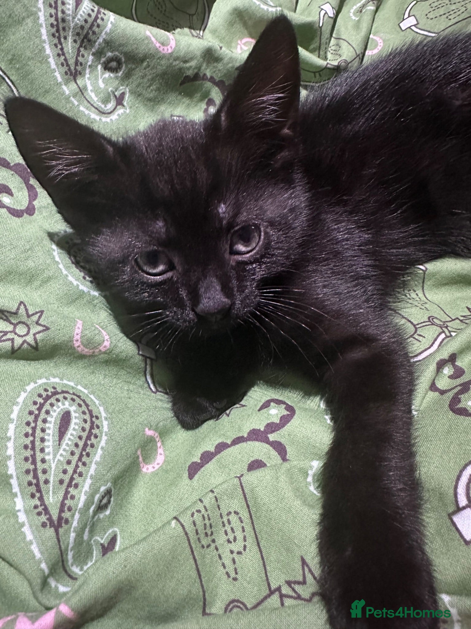 Mixed Breed cats Beautiful black male kitten, 8 weeks old  - Advert 7