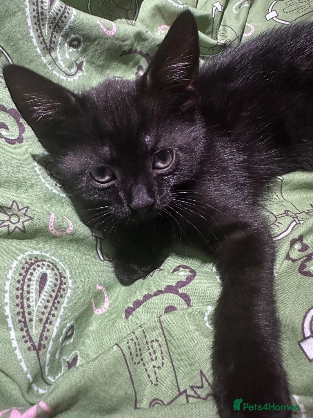Mixed Breed cats for sale: Beautiful black male kitten, 8 weeks old  in Doncaster - Advert 1