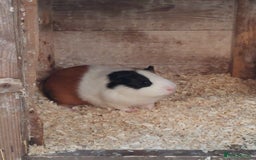 Guinea Pig rodents for sale: Three gorgeous male baby Guinea Pigs  - Image 5