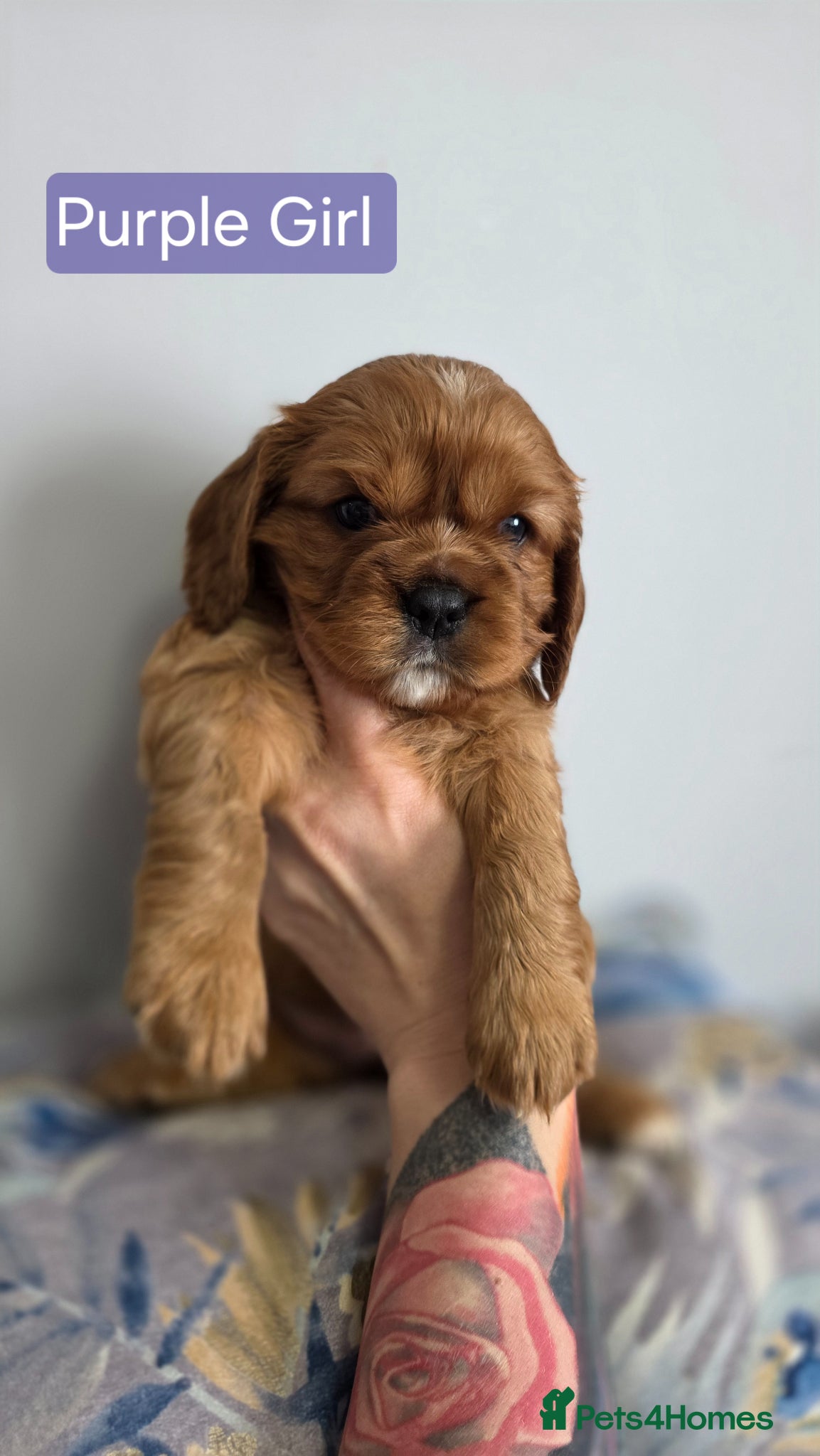 Cavalier King Charles Spaniel Puppy 3