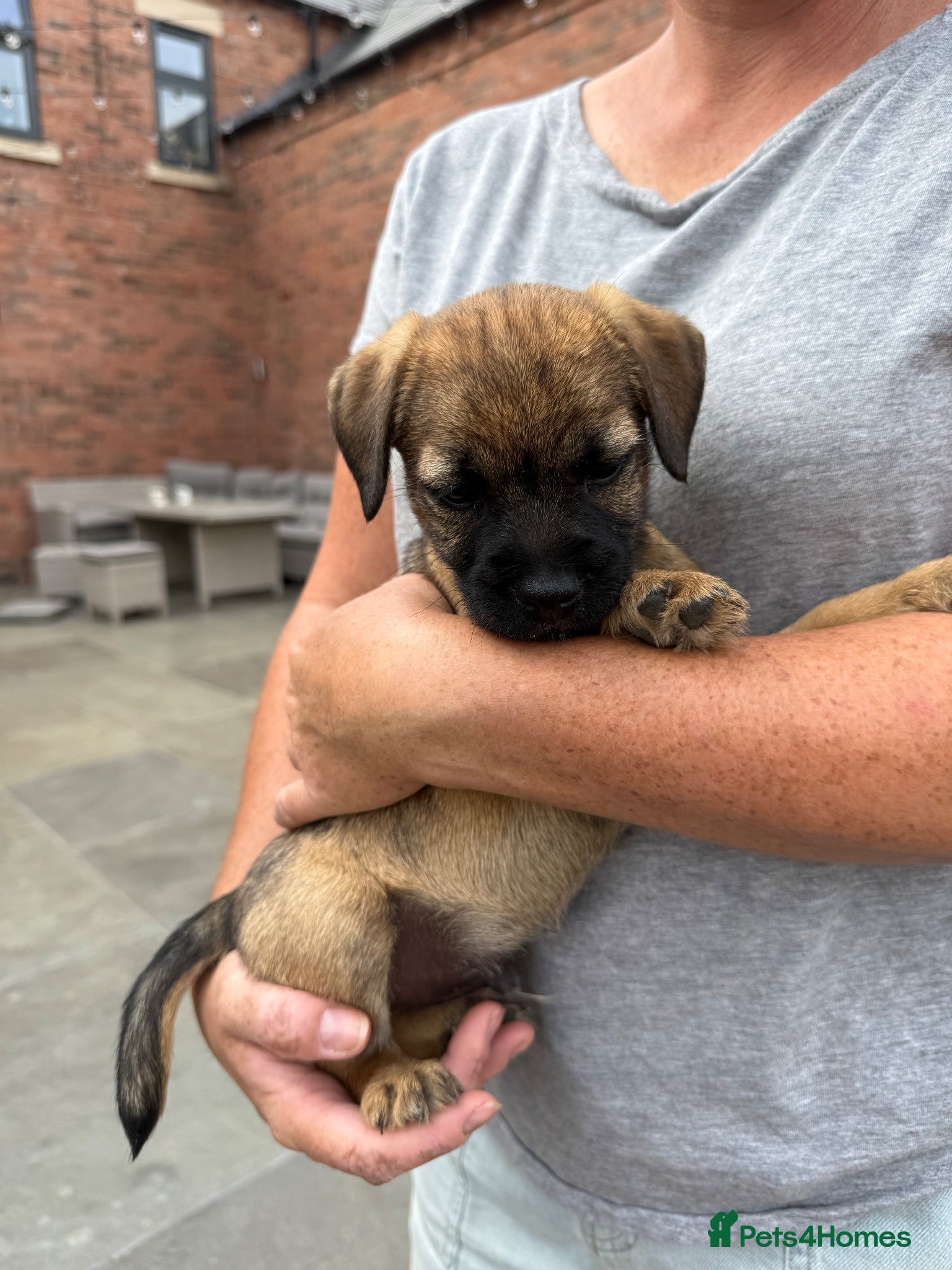 Border Terrier dogs Border terrier puppies  - Advert 1
