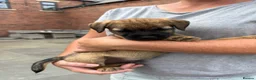 Border Terrier dogs for sale: Border terrier puppies  - Advert 1