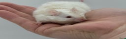 Mouse rodents for sale: male baby fancy mice (read description).  - Advert 2