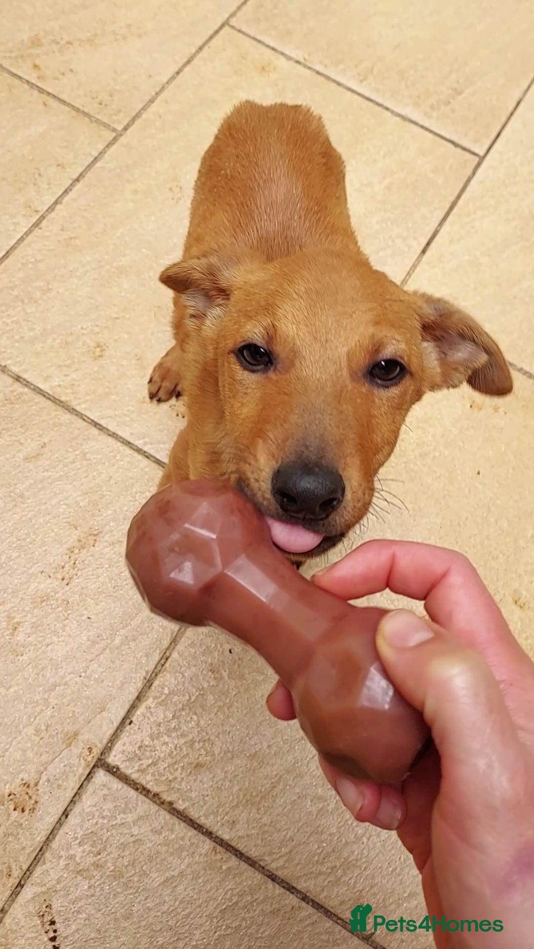 Mixed Breed dogs for adoption: Jimmy is looking for an amazing home - Image 8