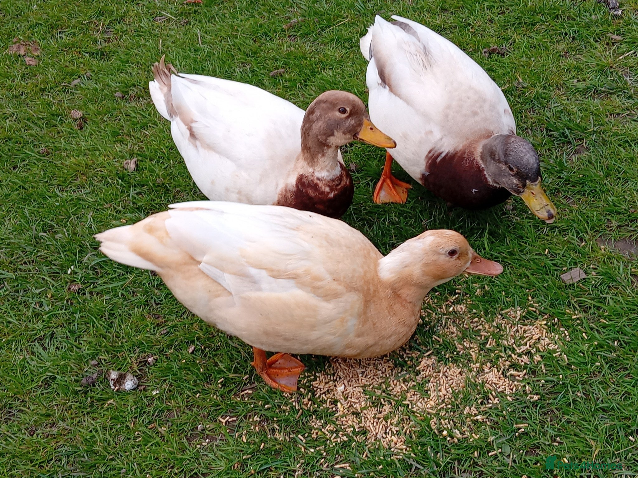 Ducks poultry for sale: Miniature Apricot Call Ducklings Available - Advert 8