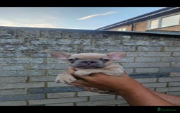 French Bulldog dogs for sale: Exotic Bi g R frenchie girl pups - FLUFFY CARRIERS - Image 8