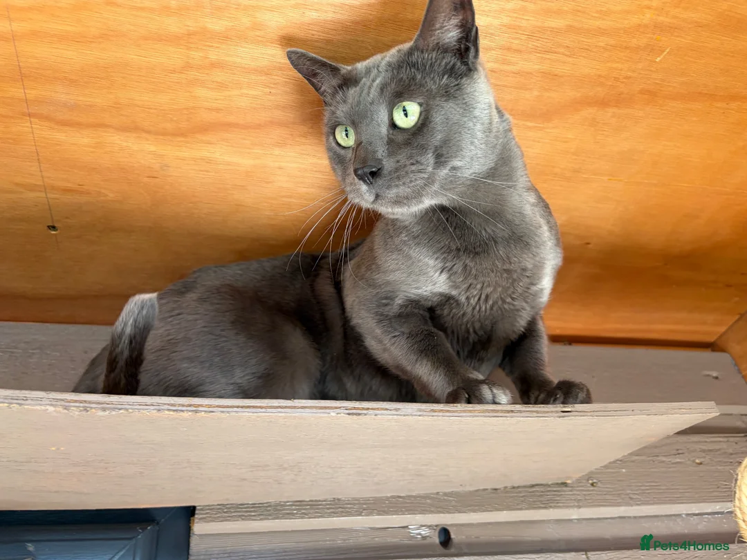 Bengal cats for sale: Retired Blue Bengal Boys - Advert 1