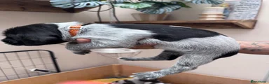  Puppy 2