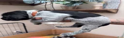 German Wirehaired Pointer dogs for sale: Lovely litter of GWP pups  - Advert 11