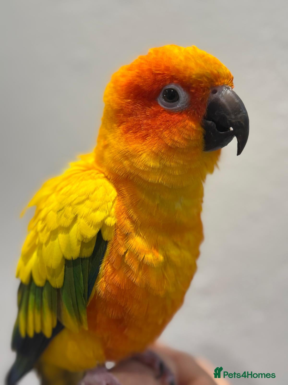 Conures birds Sun Conure Hand Tamed  - Advert 1