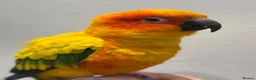Conures birds for sale: Sun Conure Hand Tamed  - Advert 3