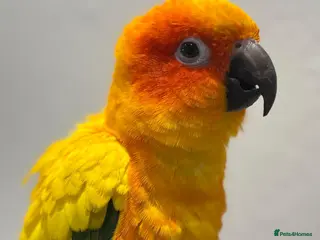 Conures birds Sun Conure Hand Tamed - Advert 1