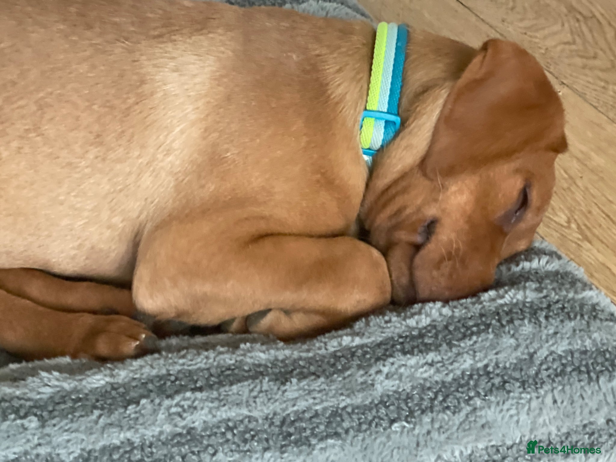 Labrador Retriever dogs Stunning Fox Red Labrador Retriever puppy - Advert 21