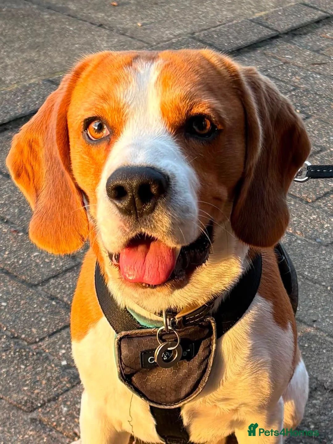 Beagle dogs for stud: Tri-Colour Beagle Available for Stud - Norwich - Advert 2