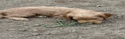 Cockapoo dogs for sale:   Exceptional cockapoo puppies 💙🩷 in Edinburgh - Advert 10