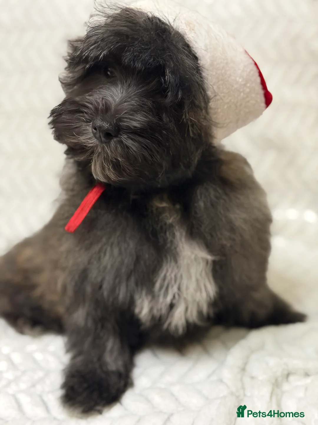 Mixed Breed dogs for sale: 🐾🐾 F1 Bb Maltipoo Puppies Boys and Girls 🐾🐾 - Advert 17