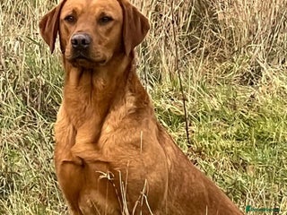 Labrador Retriever dogs in Petworth - Advert 3