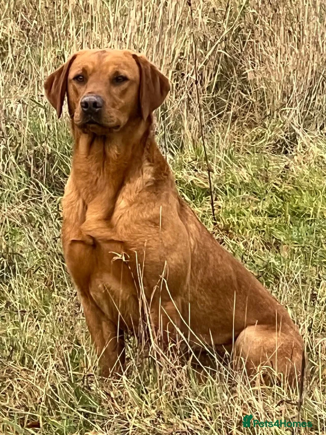 Labrador Retriever dogs for stud: EXTENSIVELY HEALTH TESTED FOX RED LABRADOR AT STUD in Petworth - Advert 4