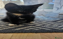 Mixed Breed cats for sale: Male kitten - Image 3