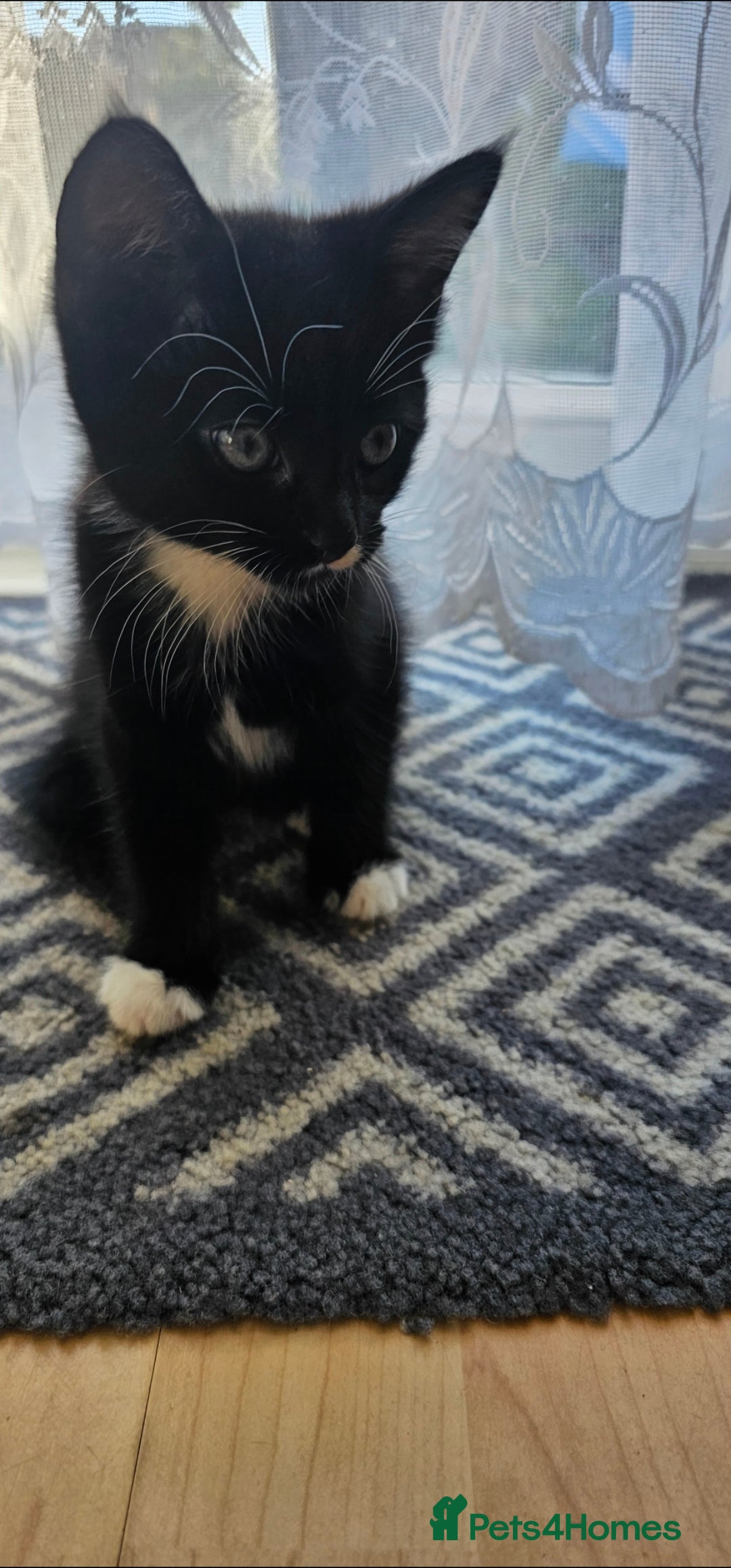 Mixed Breed cats for sale: Male kitten - Image 3