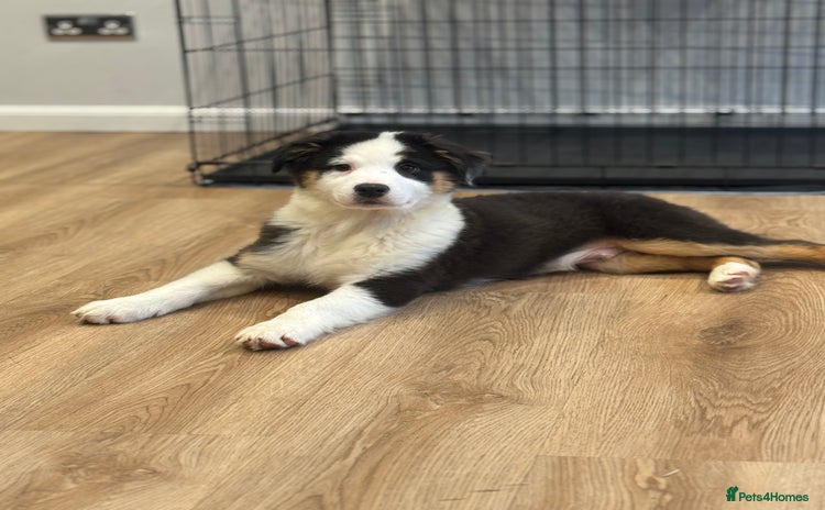 Australian Shepherd dogs - Advert 2