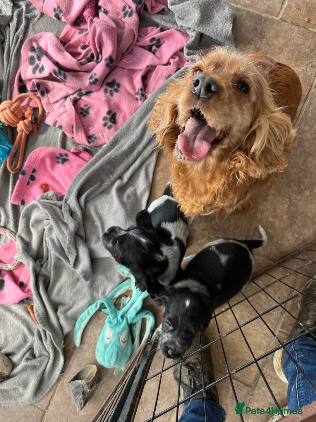 Cocker Spaniel dogs for sale: Show type blue roan cocker spaniel puppies  - Image 10