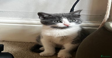 Mixed Breed cats - Advert 3