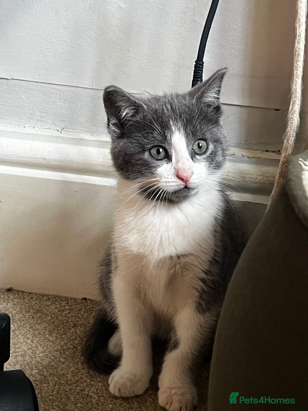 Mixed Breed cats for sale: Beautiful Mixed Breed Kittens for Sale - All Boys  - Image 2
