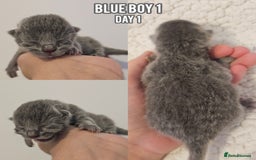 British Shorthair cats for sale: Blue British Shorthairs to reserve - Image 5