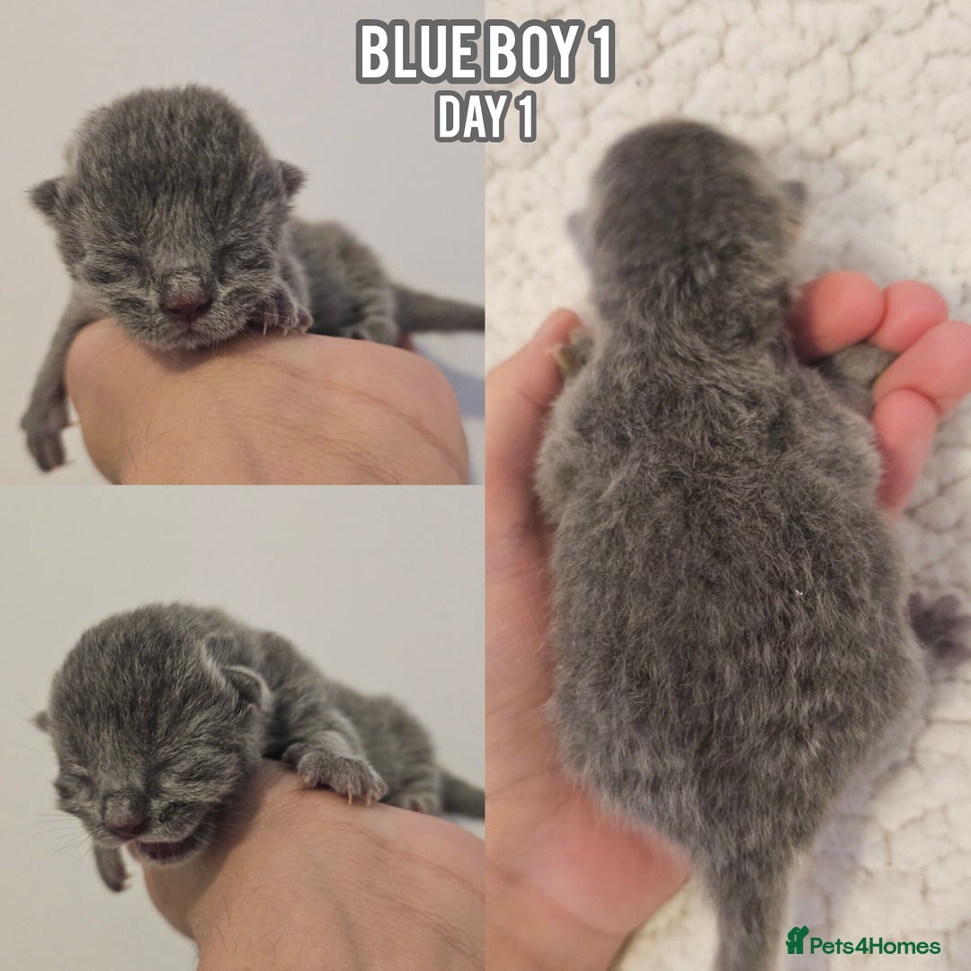 British Shorthair cats for sale: Blue British Shorthairs to reserve - Image 5