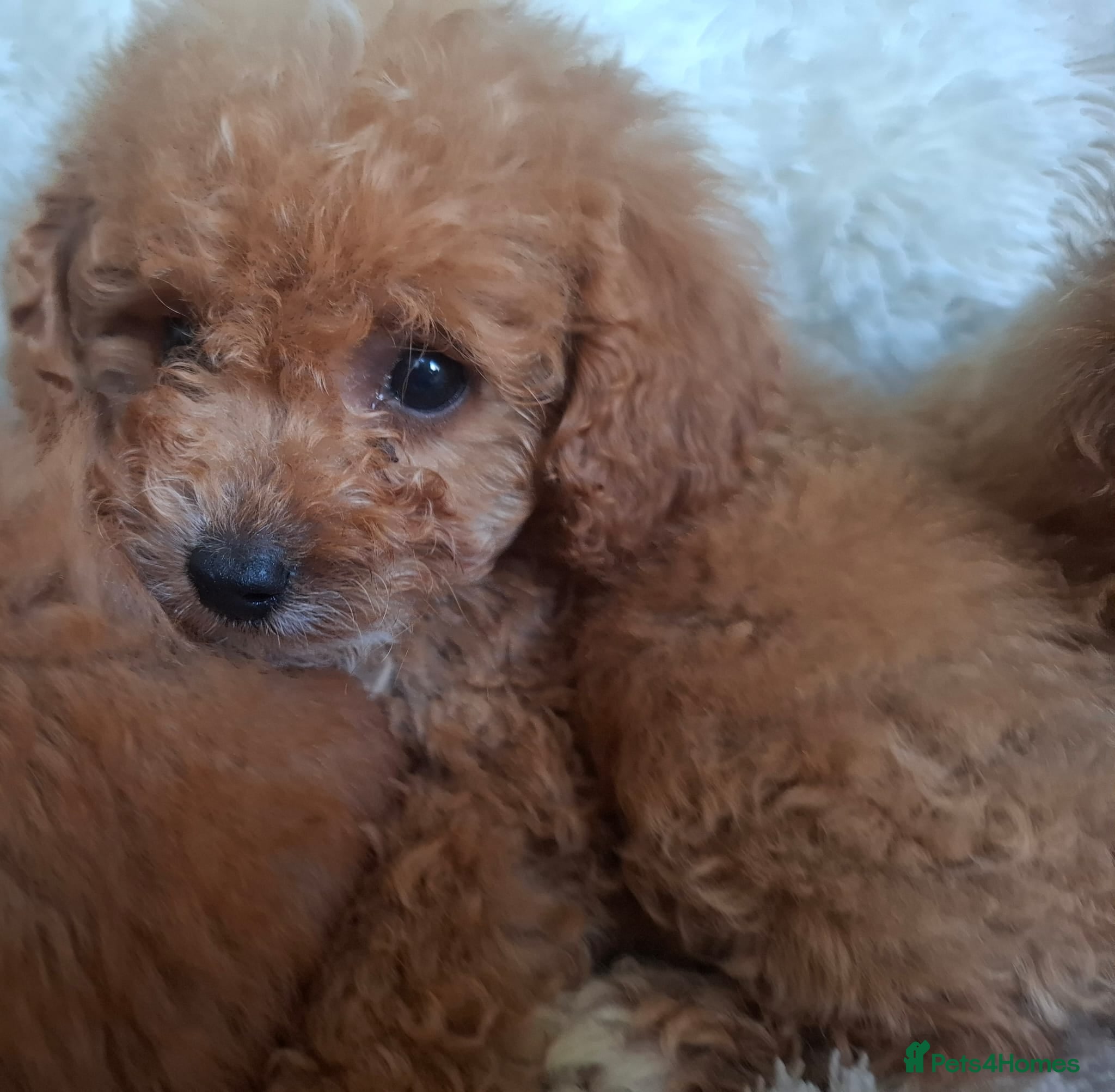 Cavapoo dogs Toy cavapoos heath checked 100 percent perfect - Advert 2