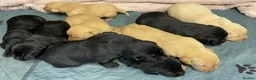 Labrador Retriever dogs for sale: Litter of KC Reg Pups from Health Tested Parents - Advert 3