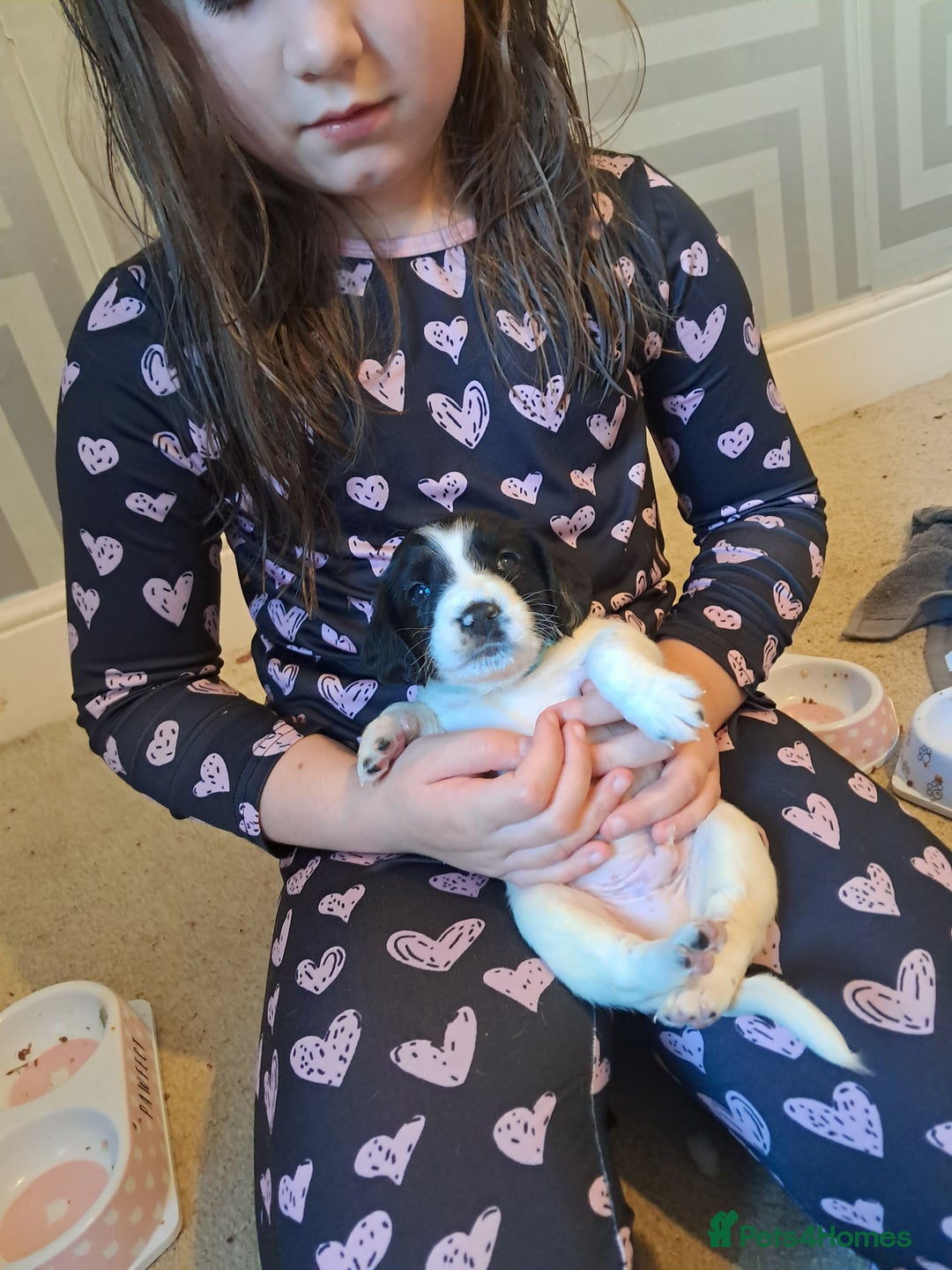 Mixed Breed dogs for sale: Splurcherpoo puppys - Image 12