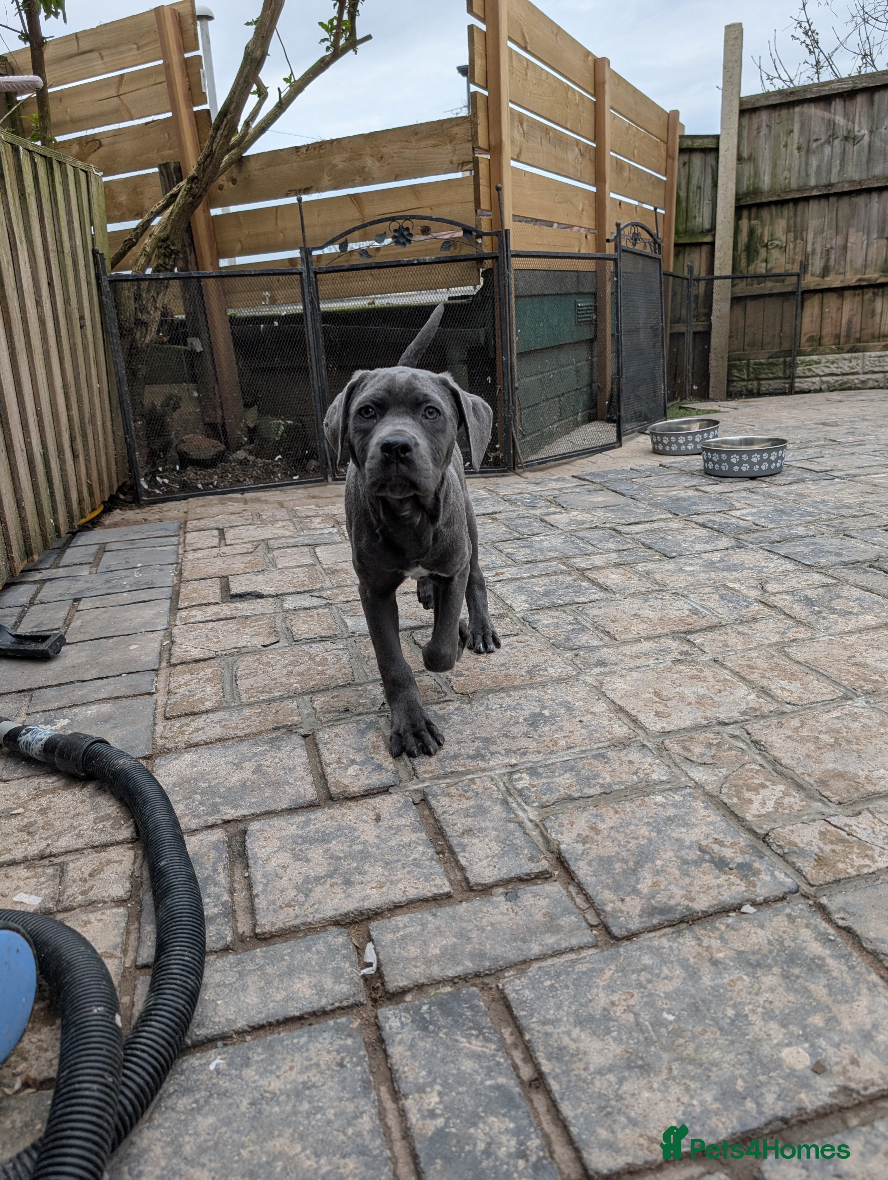 Cane Corso dogs Female cane corso puppies  - Advert 1