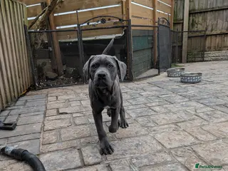 Cane Corso dogs Female cane corso puppies - Advert 1